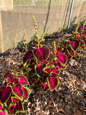 Click for 4 image(s) for this accession. PLANT